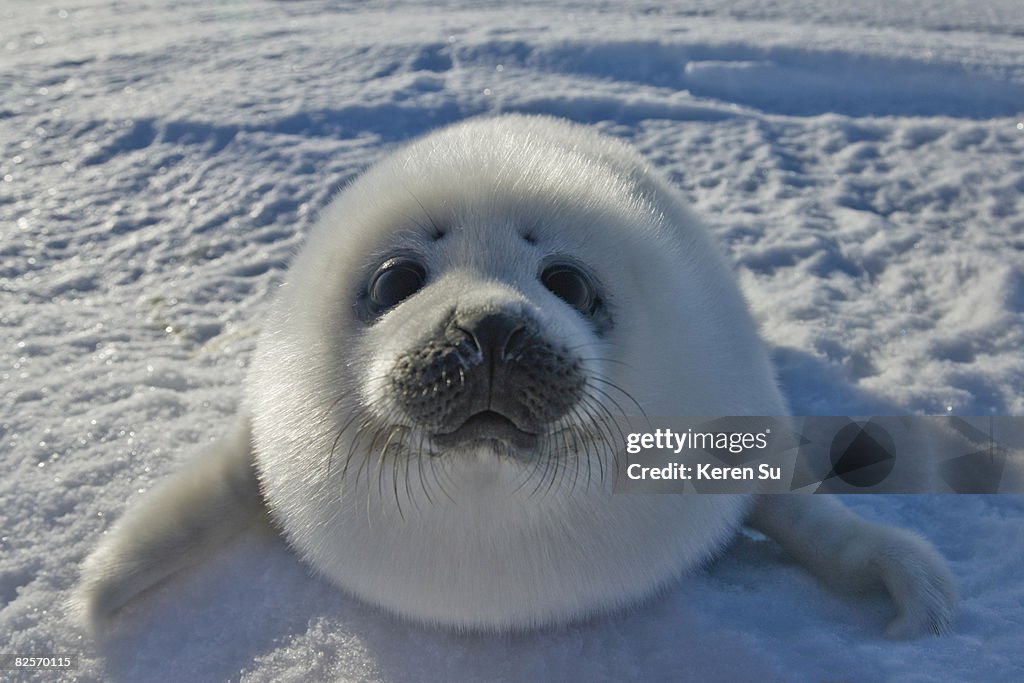 Baby Arctic Seal In Canada