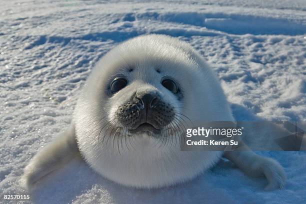 baby arctic seal in canada - cute animals 個照片及圖片檔