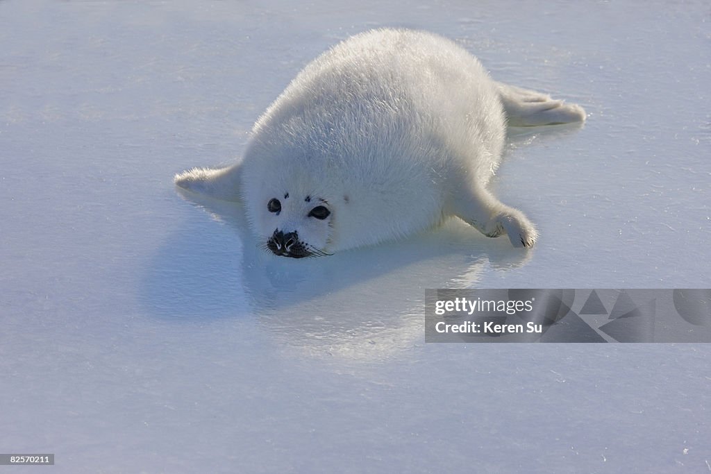 Baby Artic Seal in Canada