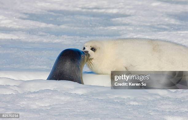 baby artic seal in canada - islas de la magdalena fotografías e imágenes de stock