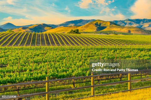 viñedo de primavera en el valle de santa ynez de santa barbara, ca - santa barbara county fotografías e imágenes de stock