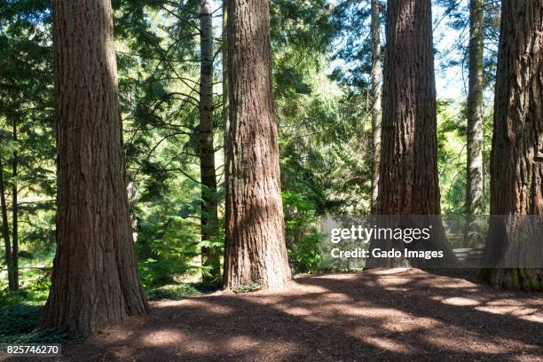 78 Forrest Berkley Stock Photos, HighRes Pictures, and Images Getty