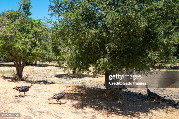 wild turkeys - east bay regional park stock pictures, royalty-free photos & images