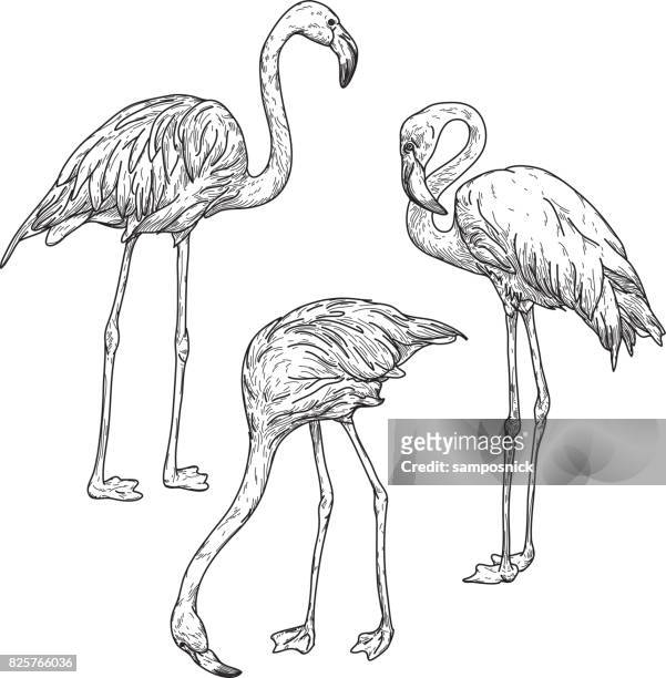 ilustraciones, imágenes clip art, dibujos animados e iconos de stock de retro modelo flamingo - flamingos