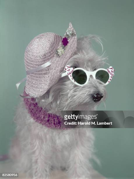 White terrier ready for a day out wearing a straw hat, scarf, and white sunglasses, circa 1957.