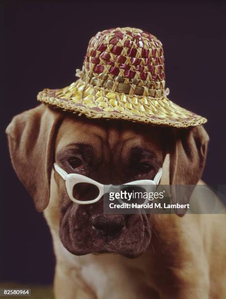 Bullmastiff wearing a straw hat looks distinctly unimpressed over the top of his sunglasses, circa 1955.
