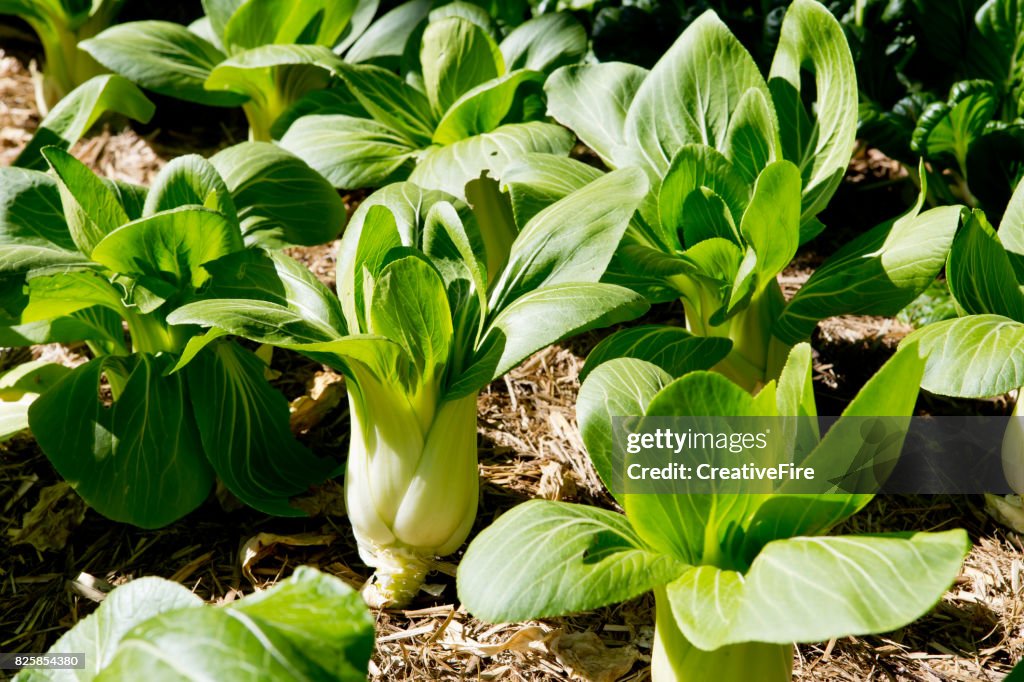 Bok Choy growing in vegetable garden