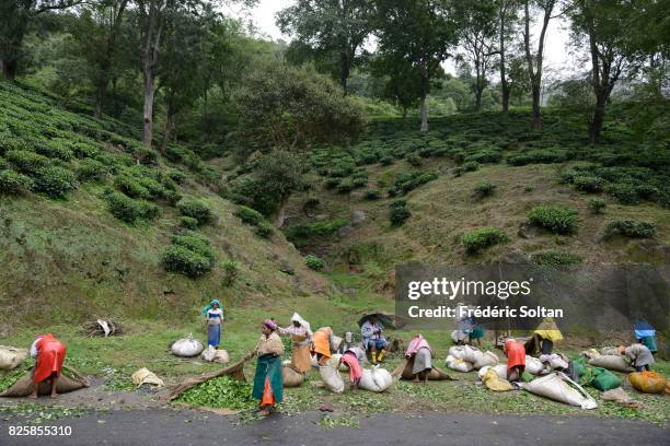 Tea plantations in Kerala during the moonson season, Western Ghats of Kerala on January 17, 2017 in India.