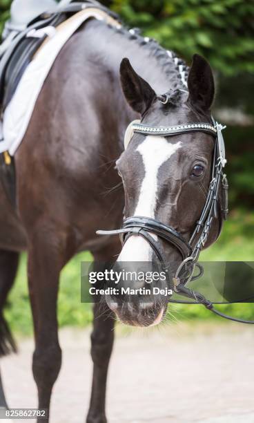 pony posing - animal harness stock pictures, royalty-free photos & images