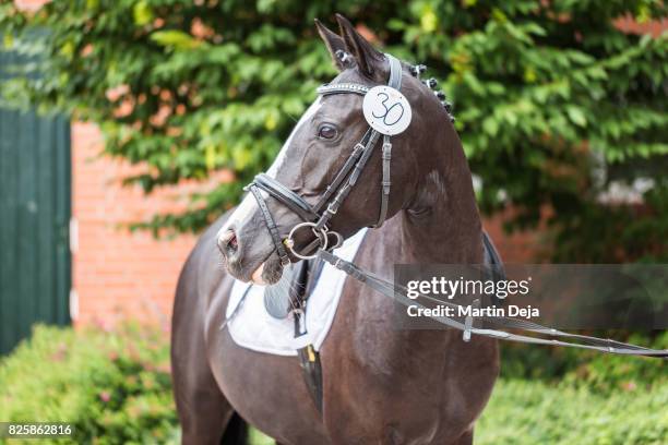 pony posing - reins stock pictures, royalty-free photos & images