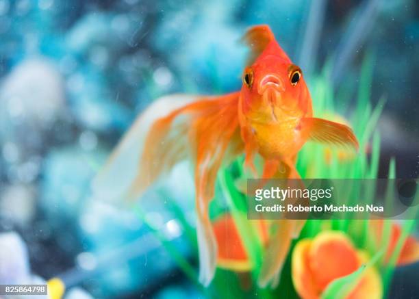 Orange veiltail goldfish pet in home aquarium. The goldfish is a freshwater fish. It is one of the most commonly kept aquarium fish.