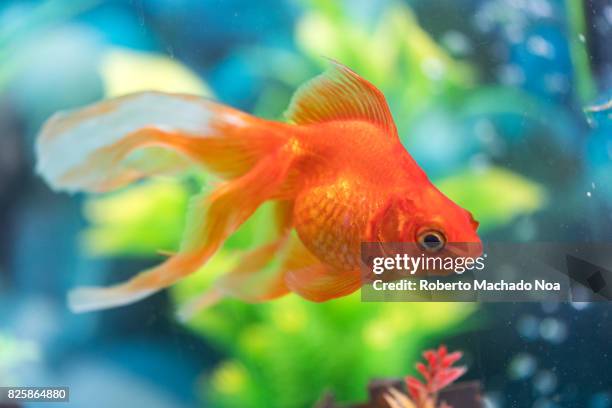 Orange veiltail goldfish pet in home aquarium. The goldfish is a freshwater fish. It is one of the most commonly kept aquarium fish.