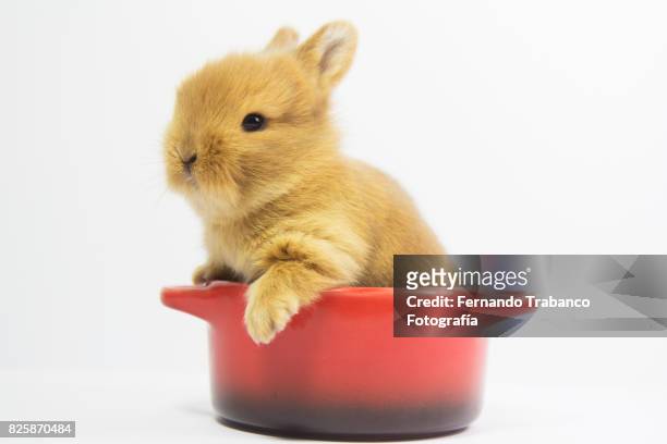 baby rabbit inside a pan - mini mouse stock pictures, royalty-free photos & images