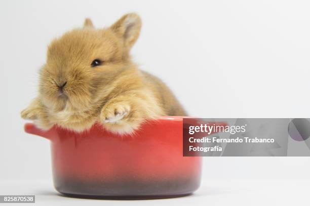 baby rabbit inside a pan - rat escaping stock pictures, royalty-free photos & images