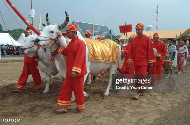 Dressed in royal ceremonial costumes, the official handlers of the royal cows walk alongside their charges as they ritually plough the Royal Field ....