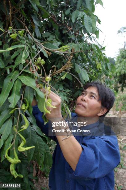 Mae Moh villager Khun Chanikandar Naktap examines the leaves of a lychee tree which she claims has been damaged by the effects of acid rain caused by...