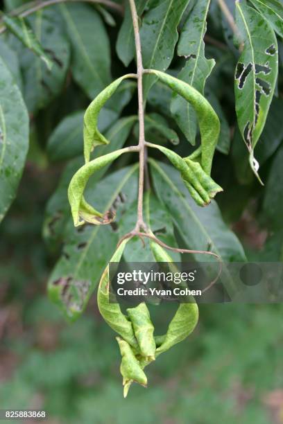 The leaves of a lychee tree which have been damaged by the effects of acid rain, caused by emissions from the nearby Mae Moh power plant. The Mae Moh...