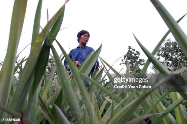 Mae Moh villager Khun Chanikandar Naktap walks through a field of pineapples which she claims has been damaged by the effects of acid rain caused by...