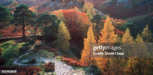 side lit larches, castle crag, lake district, england - larch tree fotografías e imágenes de stock