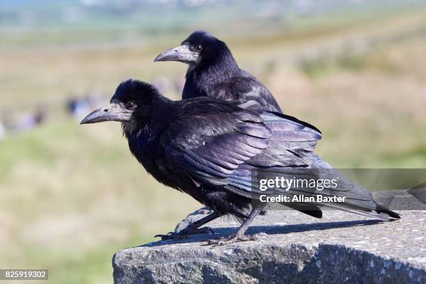 pair of rooks (corvis frugilegus) in ireland - rook - fotografias e filmes do acervo