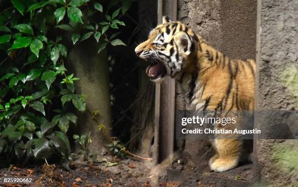 Seven week old newborn Amur tiger cubs play with their mother Maruschka in their enclosure at Tierpark Hagenbeck on August 3, 2017 in Hamburg,...