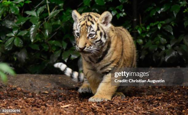 Seven week old newborn Amur tiger cubs play with their mother Maruschka in their enclosure at Tierpark Hagenbeck on August 3, 2017 in Hamburg,...