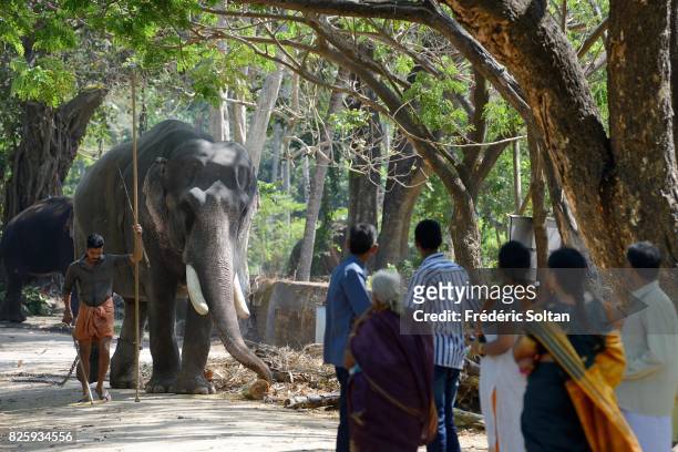 Indian elephant in the Annakotta Sanctuary with ivory tusks dedicated to the Sri Krishna Temple in Guruvayur, Kerala on January 18, 2017 in India.