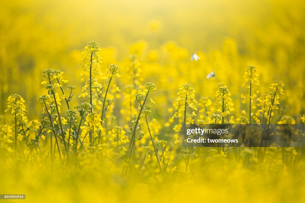 Canola filed and white butterflies.