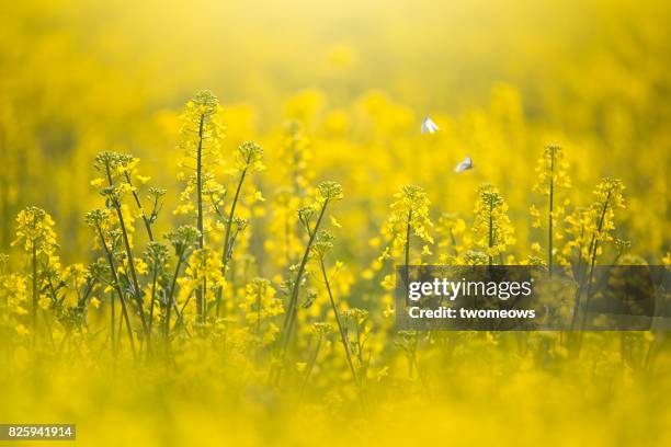 canola filed and white butterflies. - canola seed stock pictures, royalty-free photos & images