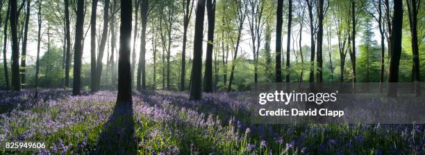 bluebells in micheldever forest, hampshire, england - micheldever forest stock pictures, royalty-free photos & images