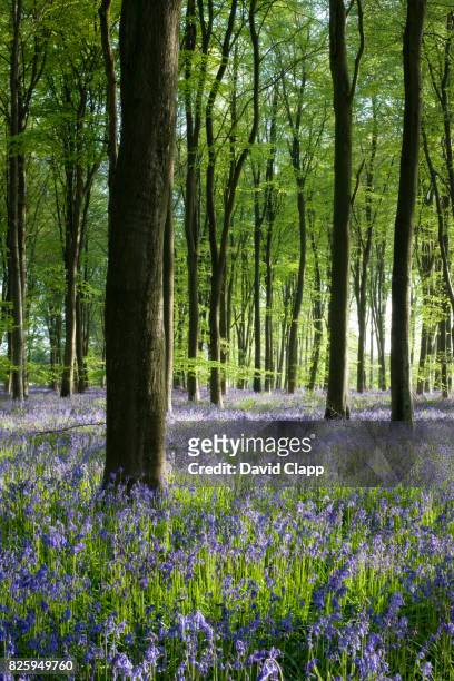 bluebells in micheldever forest, hampshire, england - micheldever forest stock pictures, royalty-free photos & images