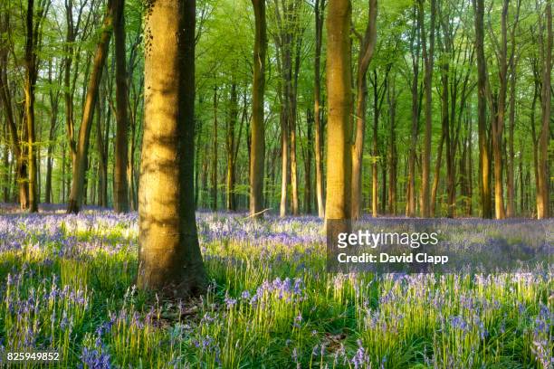bluebells in micheldever forest, hampshire, england - micheldever forest stock pictures, royalty-free photos & images