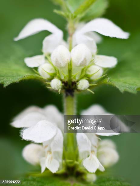 flowering dead nettle, lamium album, winterbourne abbas, dorset - dead nettle stock pictures, royalty-free photos & images