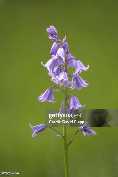 macro bluebell - blue flower fotografías e imágenes de stock