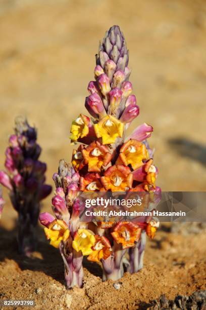 desert hyacinth - qatar desert stock pictures, royalty-free photos & images