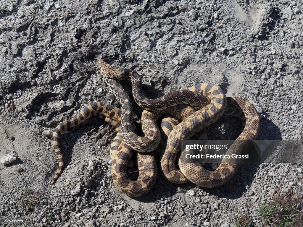 Bullsnakes Mating, Yellowstone National Park