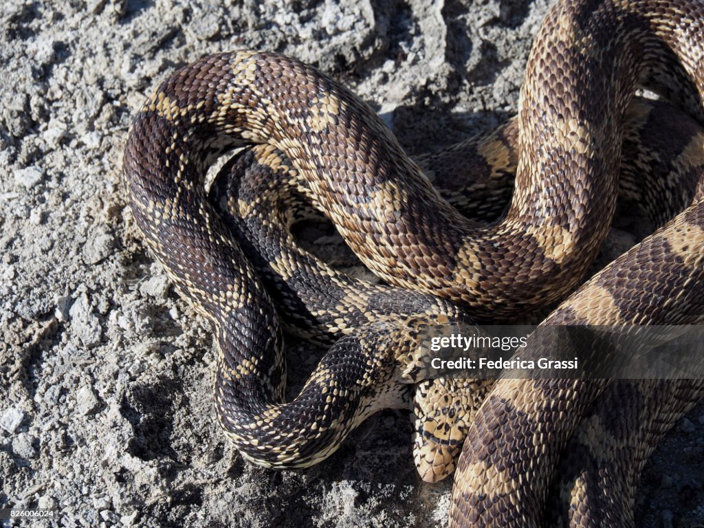 Close-up View of Bullsnakes Courtship