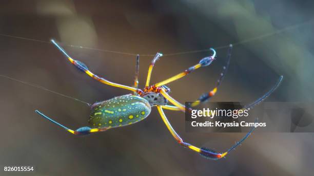 golden silk orb-weaver spider (nephila clavipes) - banana spider - orb weaver spider bildbanksfoton och bilder