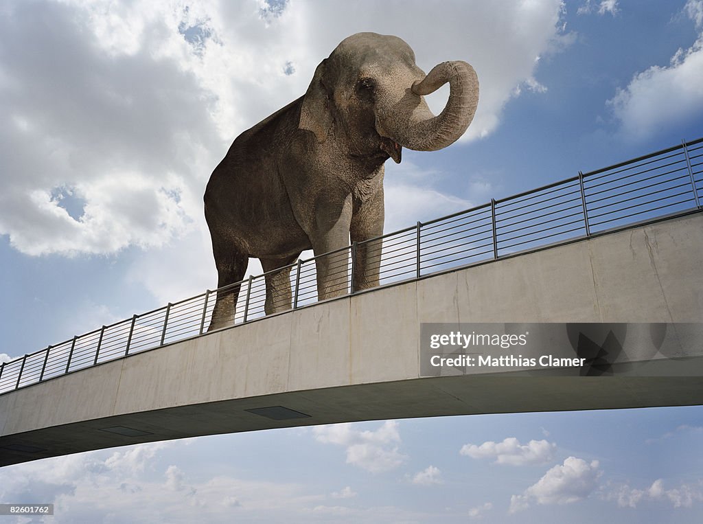 An elephant crossing a bridge
