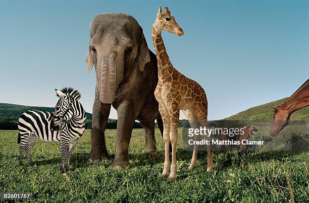 azebra, elephant, giraffe, dog and horse in a grassy field - mammal stock pictures, royalty-free photos & images