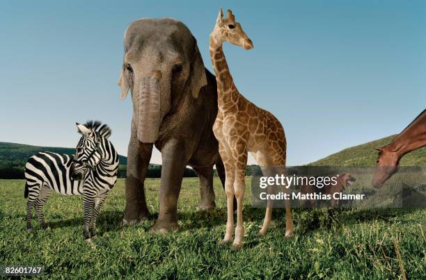 azebra, elephant, giraffe, dog and horse in a grassy field - mamífero imagens e fotografias de stock