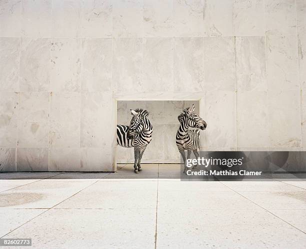 two zebras at doorway of large white building - しまうま ストックフォトと画像