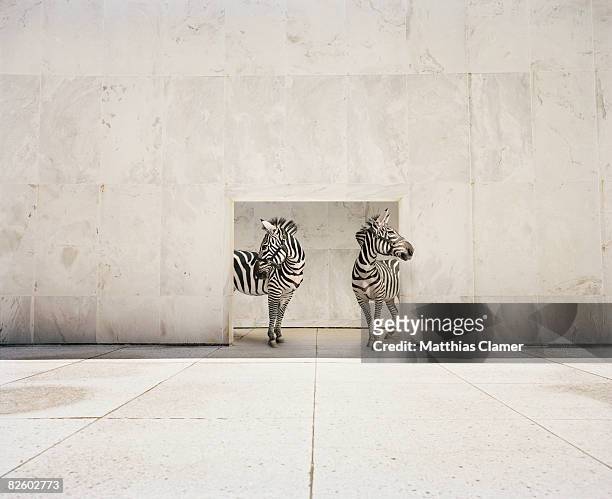 two zebras at doorway of large white building - two zebras stock pictures, royalty-free photos & images