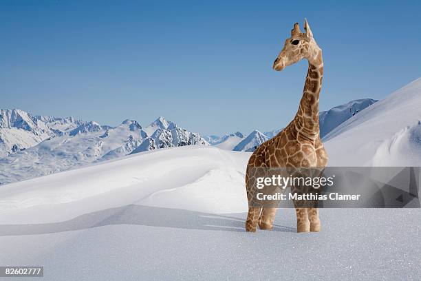 giraffe stuck in the snow - animals in captivity stock-fotos und bilder