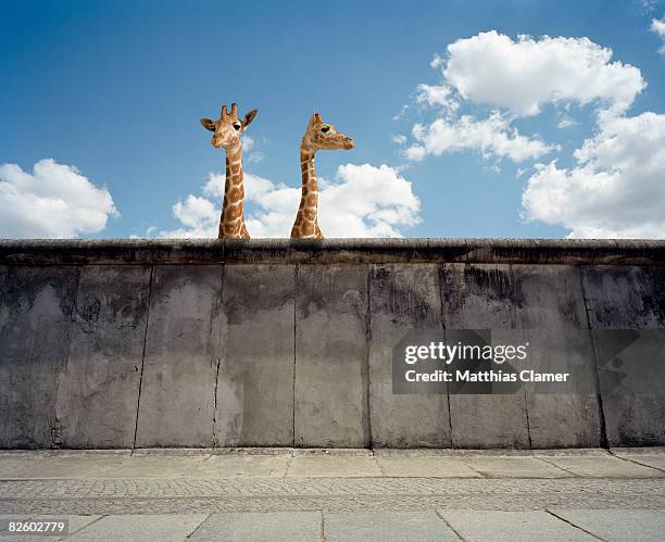 two giraffes watching from a wall - out of context fotografías e imágenes de stock