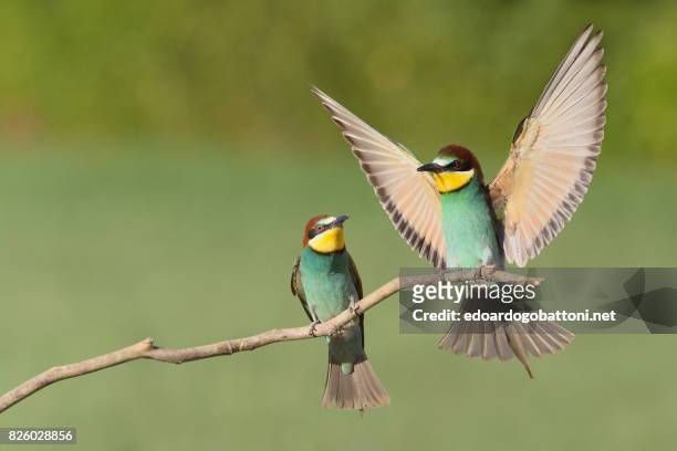 beautiful couple bee-eaters - edoardogobattoni foto e immagini stock