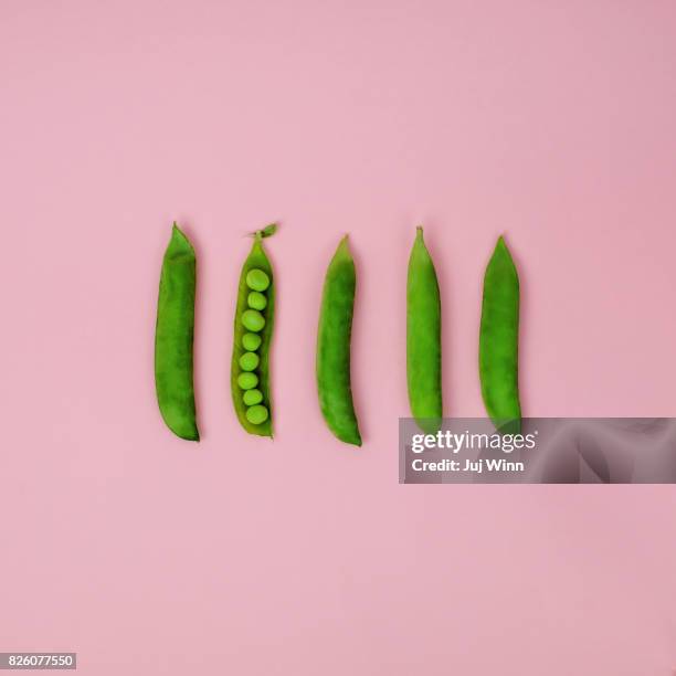 fresh spring peas in a row on a pink background - bolster stockfoto's en -beelden