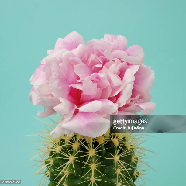 pink flower on cactus - cactus stock pictures, royalty-free photos & images
