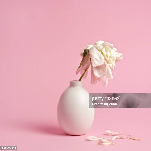 fading white flower in vase on pink background - flowers vase ストックフォトと画像