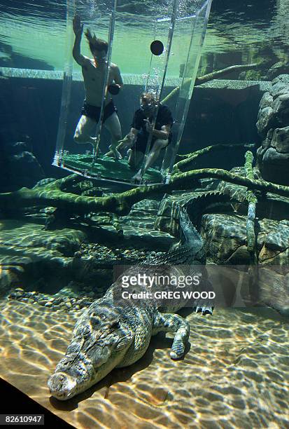 Australian cricketer Nathan Bracken and fielding coach Mike Young dive in the 'Cage of Death' for an up-close experience with 80-year-old crocodile...